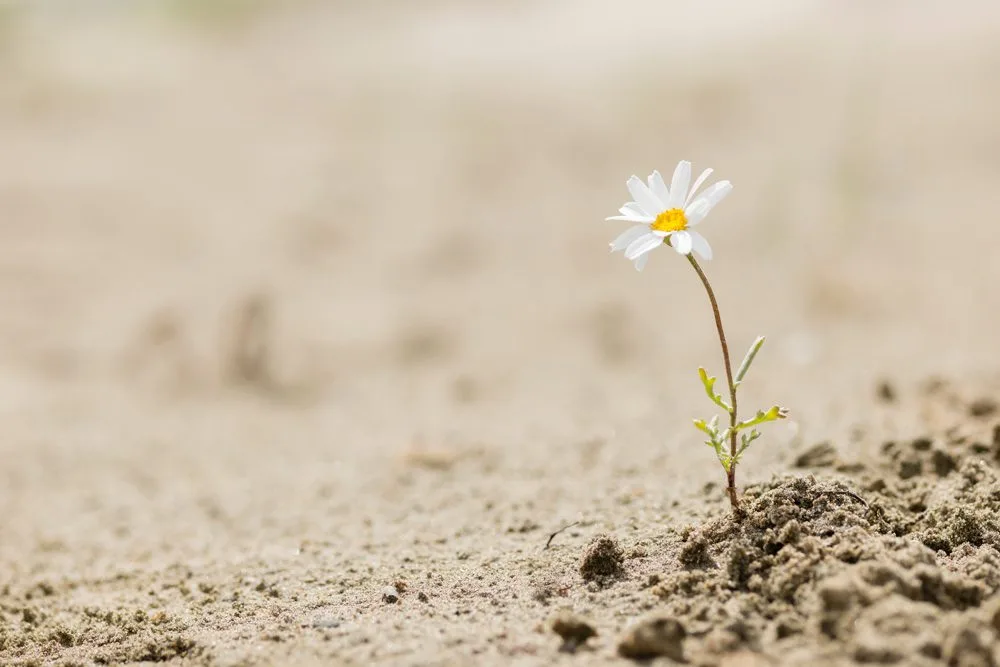Reframing the negatives to positives week 5